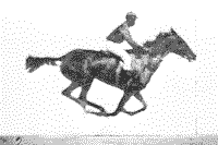 Race Horse in Motion